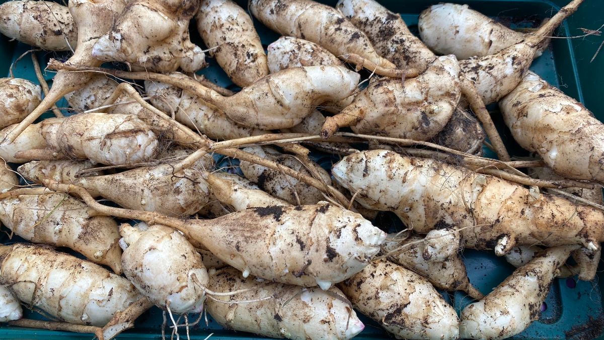 Jerusalem Artichokes